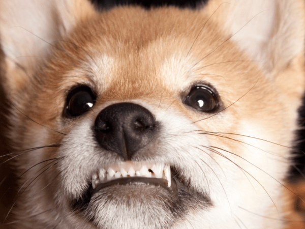 When Do Puppies Lose Their Puppy Teeth? A Complete Guide to Teething