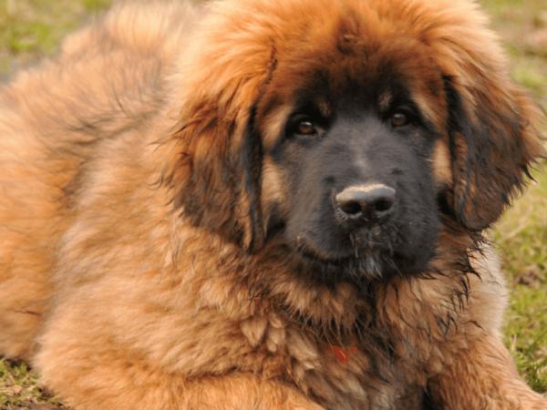 Bringing Harmony Home: Helping Your Puppy Bond with Your Older Dog