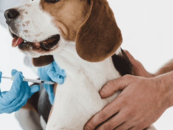 Titre Testing for Dogs: On our way to healthier vaccination