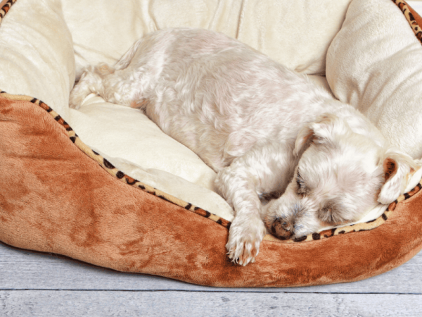How Much Sleep Do Puppies Really Need?
