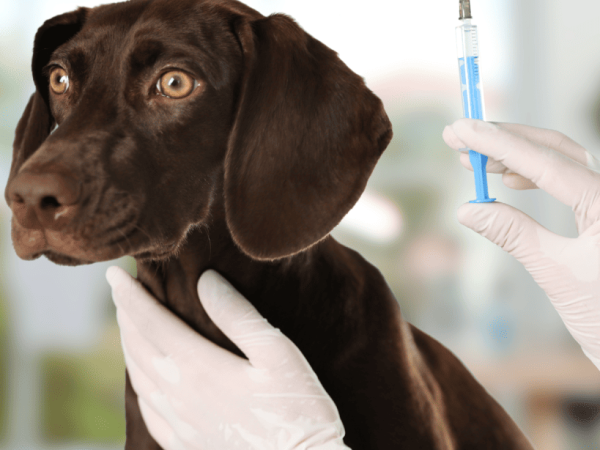 Understanding Puppy Vaccinations: Do Puppies Need 3 or 4 Sets of Shots? Explained