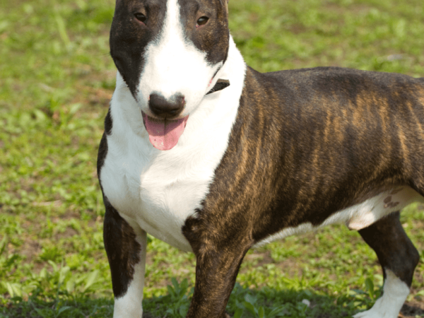 Bull Terrier Colors: Explore what Awesome Colors This Egg-head comes in!