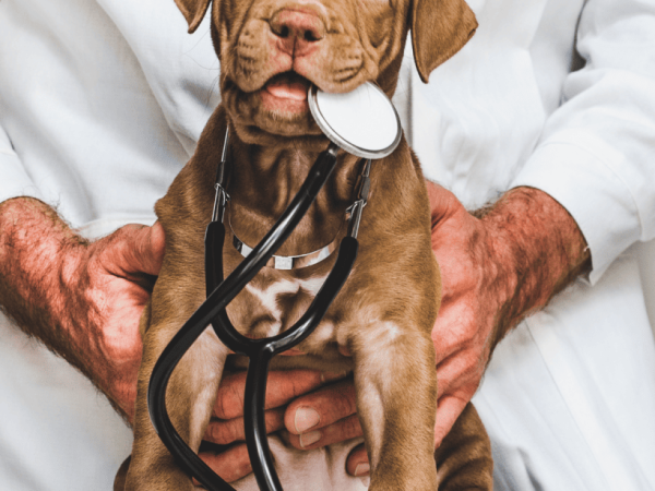 Finding the Right Veterinarian for Your Pet: A Comprehensive Guide