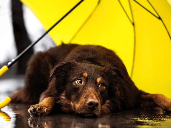 Help! My puppy Won’t Go Pee In The Rain!