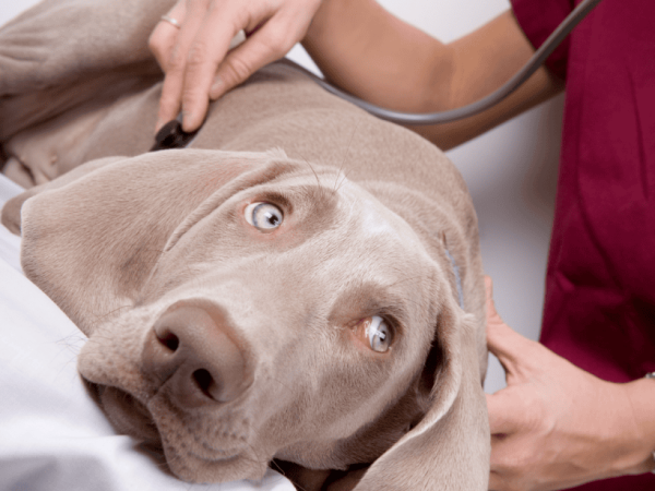 How Can A Puppy Get Parvo? A complete guide to Parvovirus
