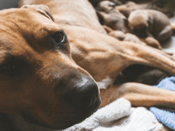 Can Puppies Struggle With Separation Anxiety? Pro Trainer Explains!