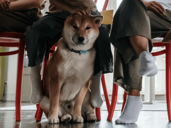 Teach Your Dog Or Puppy Table Manners & End Begging