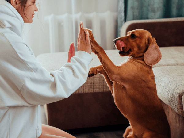 What Does It Mean To Be AKC Or Kennel Club Registered?