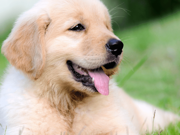 How to Set Up a Puppy Play Pen: From a Professional Dog Trainer