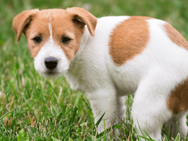 When Can You Start Potty Training a Puppy?