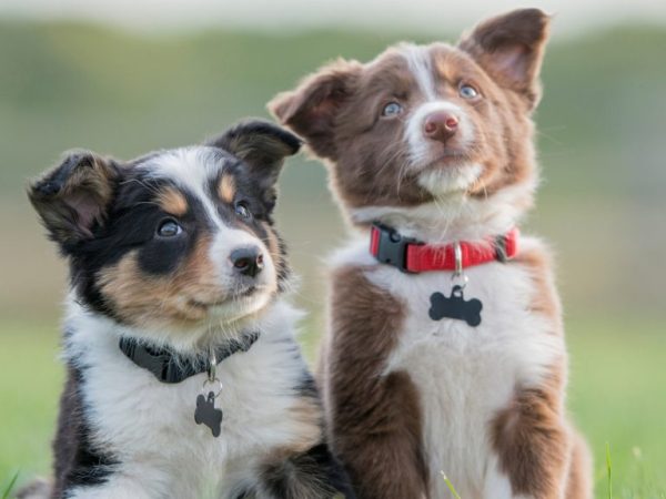 Should You Get Two Puppies at Once? Double Trouble or Twice the Fun?