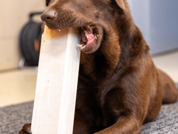 Anti-Chew Sprays For Puppies: Why Professionals Don’t Recommend Them.