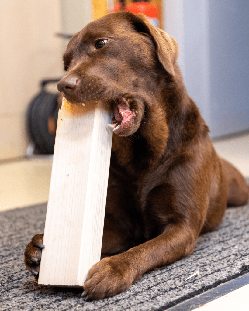 why dog eats everything 4